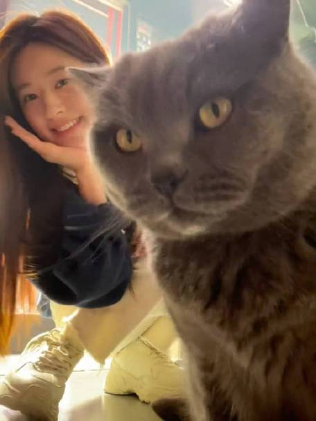 赵露思家的猫是什么品种