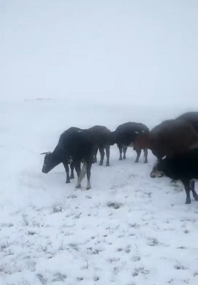 雪中正在吃草的牛羊