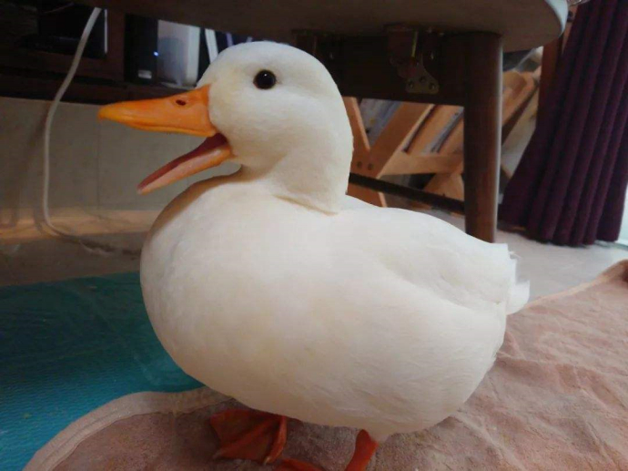 王思聪买鸭子