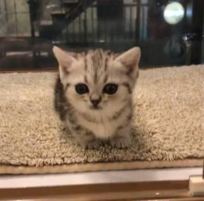 王思聪的猫