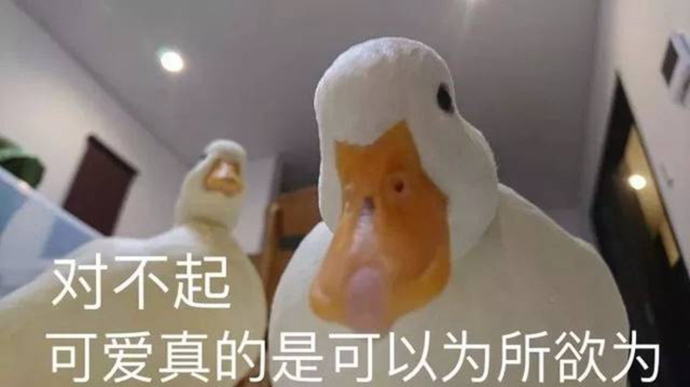 王思聪买鸭子