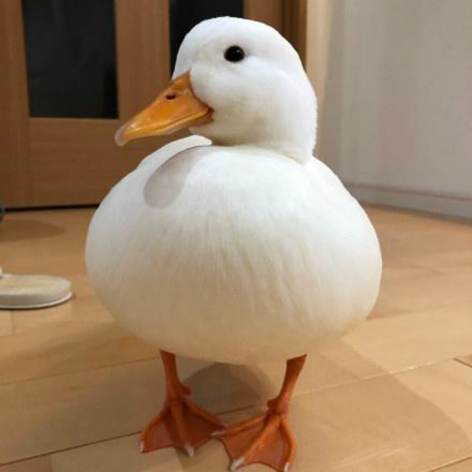 call duck