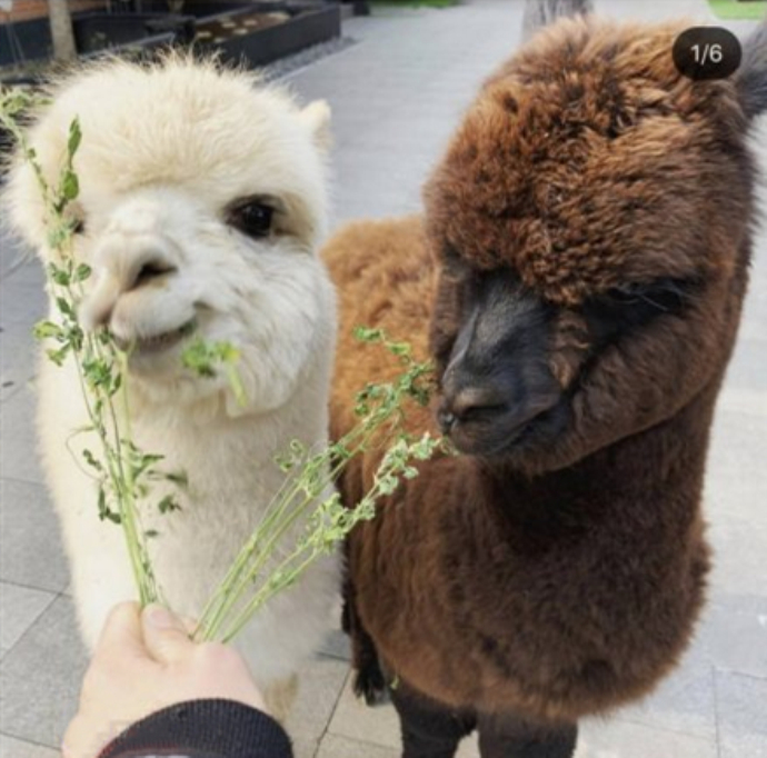 王思聪羊驼