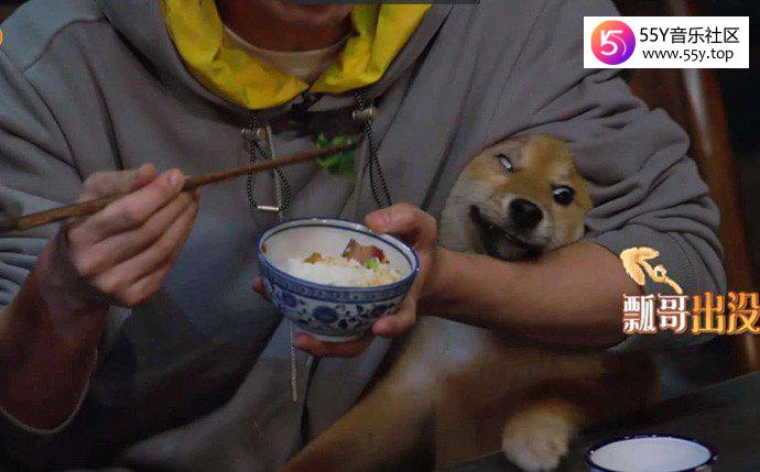 王珞丹的狗狗瓢哥