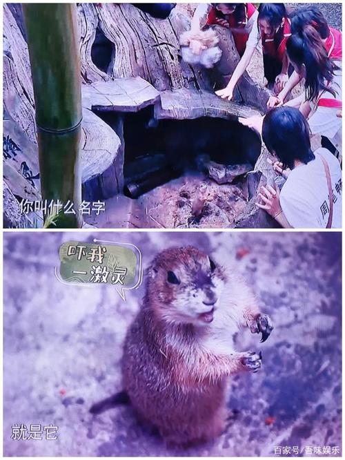 奔跑吧土拨鼠是哪一期的 奔跑吧第八季的成员名单