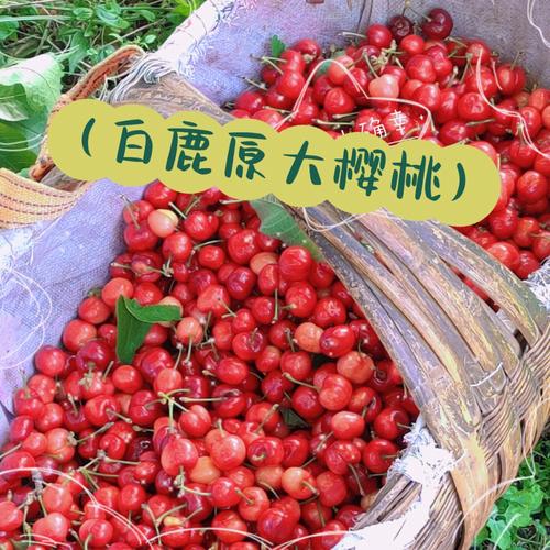 白鹿原樱桃有哪些品种的 西安哪里摘草莓价格便宜呢最近